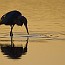 thumbs/IMG_1069.jpg